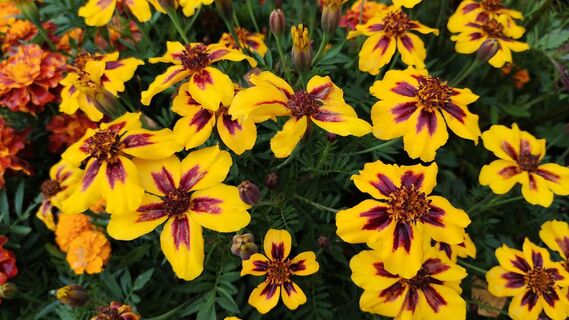 Когда и как сеять бархатцы в открытый грунт весной 2026 года: точные сроки, советы Лунного календаря, рекомендации агронома 