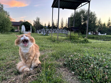 Кошка, дача