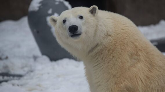 Медведи, заброшенные дома и сугробы: что посмотреть в самом северном городе России — Диксоне 