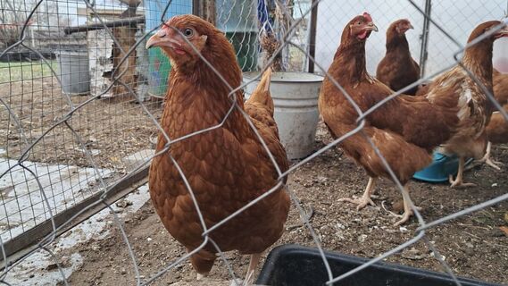 Городовой ру