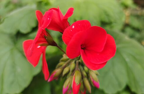 2 ложки в воду - и герань цветет непрерывно целый год: мегакрутая подкормка в феврале 