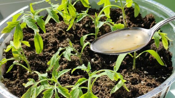 1 ложка под корешок — и рассада томатов крепчает на глазах: корни мощные, как у 100-летнего дуба под землей