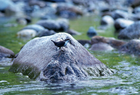 На Вуоксе заметили воробья, который ныряет: редкий для Ленобласти «водяной» гость