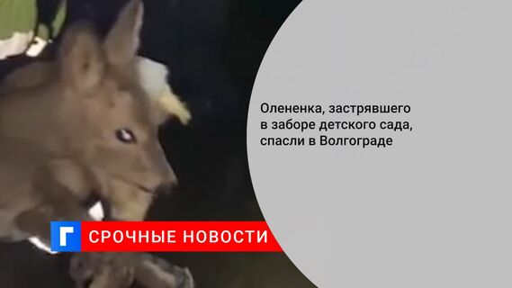 Олененка, застрявшего в заборе детского сада, спасли в Волгограде