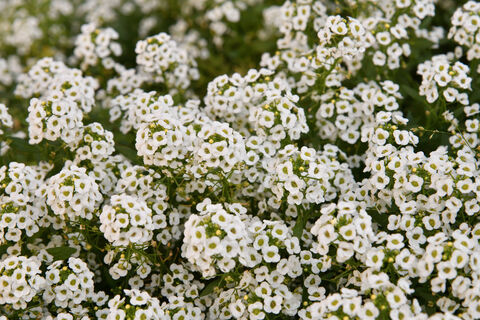 Кинула горсть семян - клумба превратилась в пышный ковер: эти почвопокровники цветут до осени, краше пионов и петуний