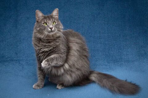 5 кошачьих "люблю": так питомец благодарит вас за заботу – учимся понимать своих пушистиков