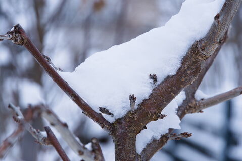Городовой ру