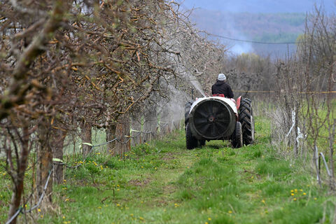 Агроном объяснил, чем лучше обработать сад весной: медным купоросом или бордоской жидкостью