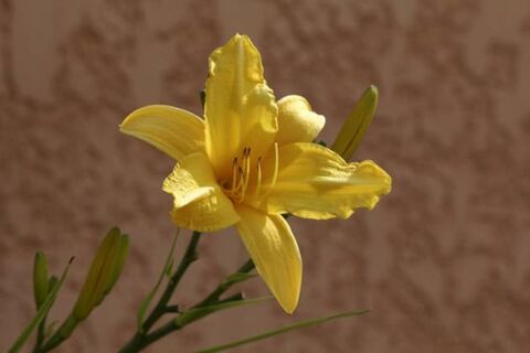 Эти 5 цветов выживут там, где сорняки найдут свою погибель: вместо тяжелой глины – воздушный плодородный грунт