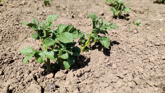 Сажаю картошку только в эти дни – урожая на 2 погреба хватает: лунный календарь на 2026 год