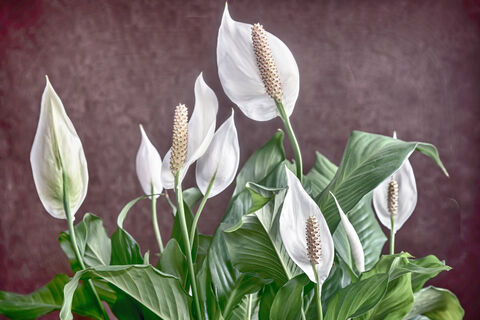 Выбираю правильный горшок - спатифиллум зацветает даже без подкормок: превратится в корабль с белыми "парусами"