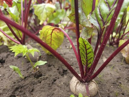 Лунный календарь – на свалку: сажаем свеклу и морковь, когда зацветет это растение – лучший индикатор