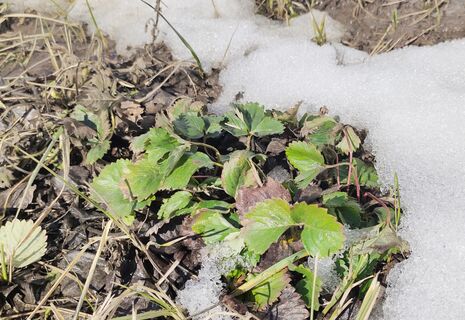 По последнему снегу клубнике - обязательно: 1 стакан в междоузлие - и ягод летом не счесть 