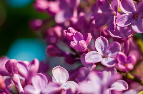 Сиреневый рай и эффектное фото: когда и где цветет сирень в Петербурге в 2026 году