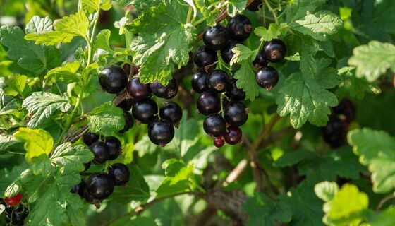 6 сортов чёрной смородины с ягодами размером с виноград: дачники в восторге