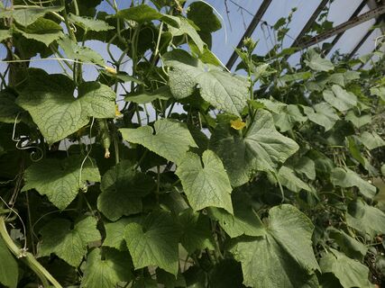 В Финляндии огурцы выращивают только так – и урожай собирают тачками: зеленцы прут как танки даже в "поганое" лето