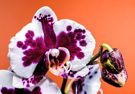 До конца февраля орхидее - важнее всего: 1 таблетка в воду - и штамповка бутонов началась, цветов больше, чем в тропиках