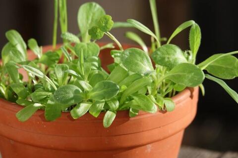 Март – время однолетников: вот как сеять цветы на рассаду – цветение будет ранним, долгим и красочным