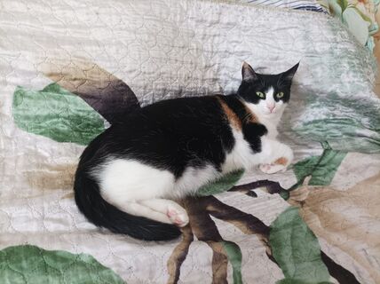 Как заставить кошку пить воду: лайфхаки от ветеринарного врача — актуально для "почечников"