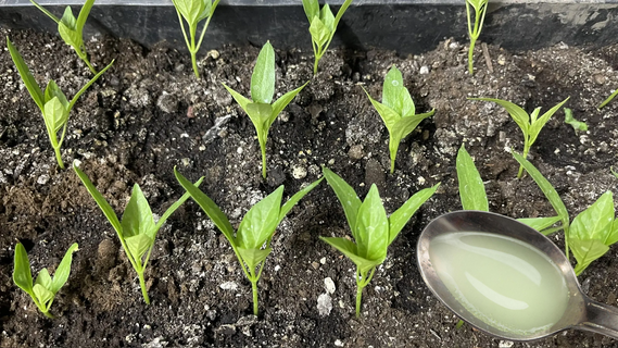 Не подкормка, а "эликсир бодрости" для рассады: 3 ложки на 1 л – и слабые ростки превращаются в богатырей, крепкие и мускулистые