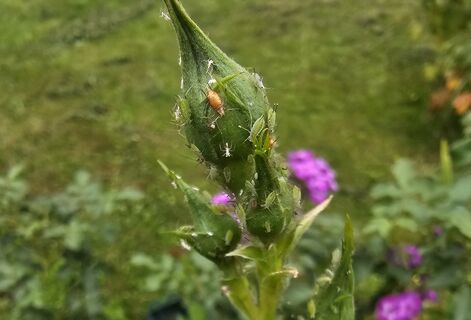 Как избавиться от тли на розах за 30 сек.: вредителей как Ниагарой смоет – механический метод от агронома Давыдовой