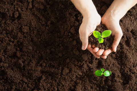 Высеваем перец на рассаду в марте: Взойдут даже старые сухие семена - хитрость