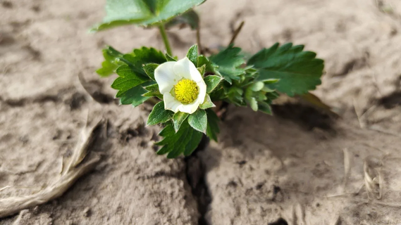 Клубнике после схода снега – обязательно: 1 ст. л. на 10 литров – и ягод видимо-невидимо, крупные и сладкие
