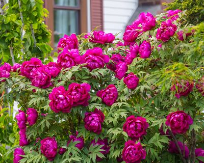 Вылезли ростки пионов – вносим тут же: 1 ложка в воду – и цветы выстреливают яркими шапками выше забора