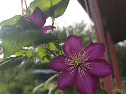 Лью под куст молоко – и клематисы взрываются миллионом бутонов: не продукт, а находка для продвинутых цветоводов