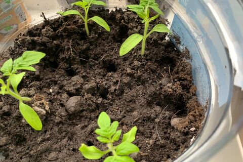 Как вырастить толстую богатырскую рассаду томатов: 4 "трюка" — и от помидоров в конце сезона отбоя нет