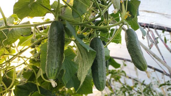 Не сорт, а ракета: штампует огурцы пачками, не гниет и не боится холода – по 8 кг с куста
