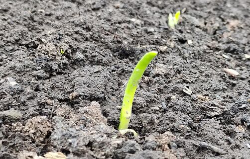 Если желтеет лук - срочно: 2 ложки в лейку - и зеленеет на глазах, экстренная реанимация 