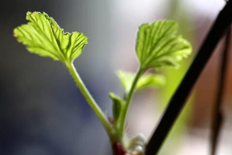 Коронное блюдо для смородины: угостите ее этим – взорвется ягодами, кусты будут ломиться от плодов