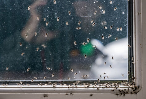 Воткнула в горшок – и мошки исчезли: 3 способа избавиться от вредителей – проверено, работает