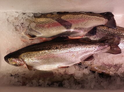 рыба с икрой