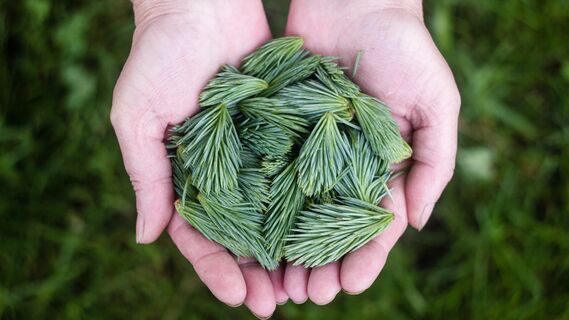 Умные хозяйки не выбрасывают опавшую хвою: кладут ее вот куда