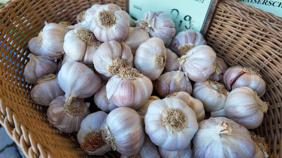 Для чеснока в апреле – первым делом: 5 органических подкормок – головки вырастут с кулак, сочные и ядреные