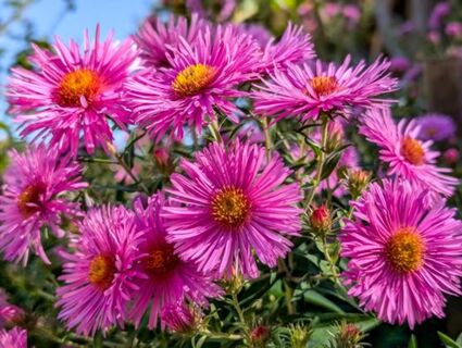 Задабриваем осенних королев: рассада будет крепче стали, астры дружно взойдут ровным строем – цвести будут до ноября