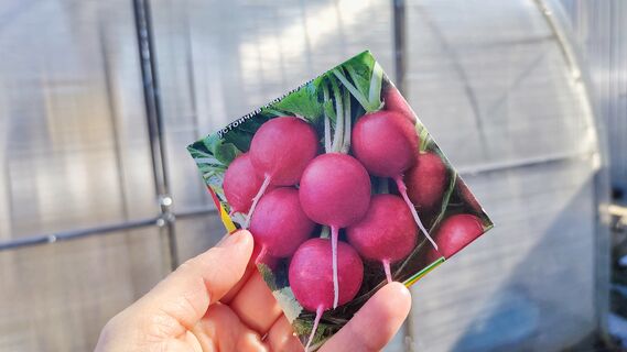 Когда и как сеять редис в теплице: сроки, Лунный календарь на апрель-2026, советы агронома Давыдовой 