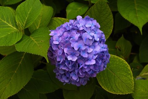 Гортензии весной – обязательно: 5 л под куст для умопомрачительного цветения, чахлая ветка станет королевой сада