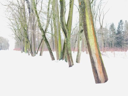 Зелёные лёгкие Петербурга: 172 га зелени против смога