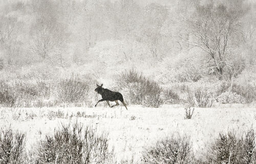 Лесной великан не успел уйти: поезд Москва — Петербург сбил дикого лося