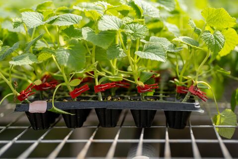 Сделайте так – и рассада даже не заметит пересадки в теплицу: минимум стресса – максимум заботы