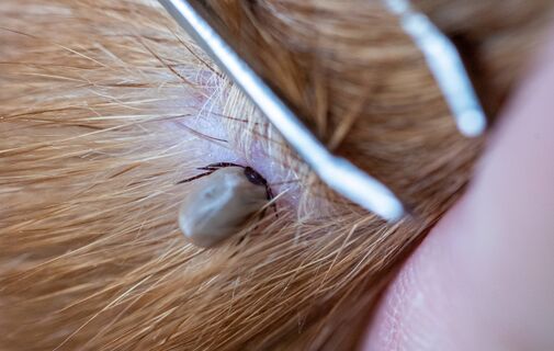 У собаки клещ — без паники: как вытащить и защитить любимца от прожорливого паразита