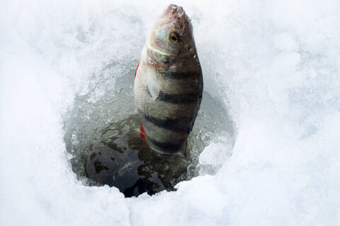 Городовой ру