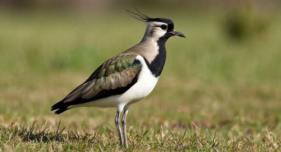 Первые вестники весны: пигалицы‑чибисы возвращаются в Петербург и Ленобласть