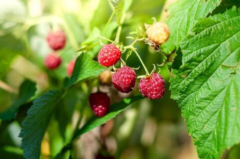 Изменили схему посадки малины – урожая собрали вагон и тележку: инновационный метод выращивания