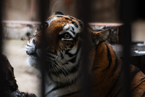 Полосатая пауза: зоопарк без тигров готовится к новому «жильцу»