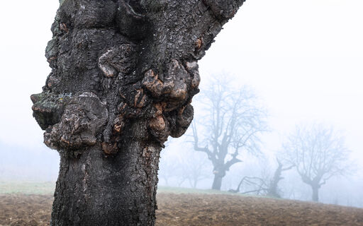 В апреле обрежьте вишню так – и грибок ринется прочь: как спасти дерево от монилиоза