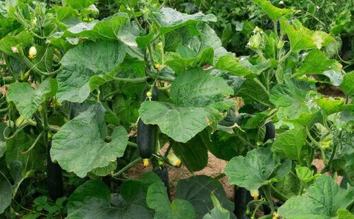 Обрываю 1 штучку у кустов огурцов: Валят сочными зеленцами, как бешеные